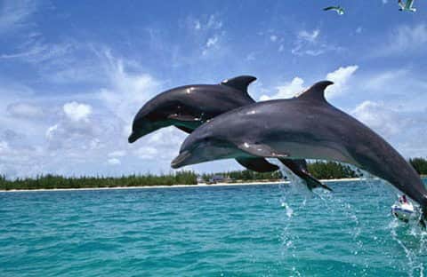 Dolphin Trip