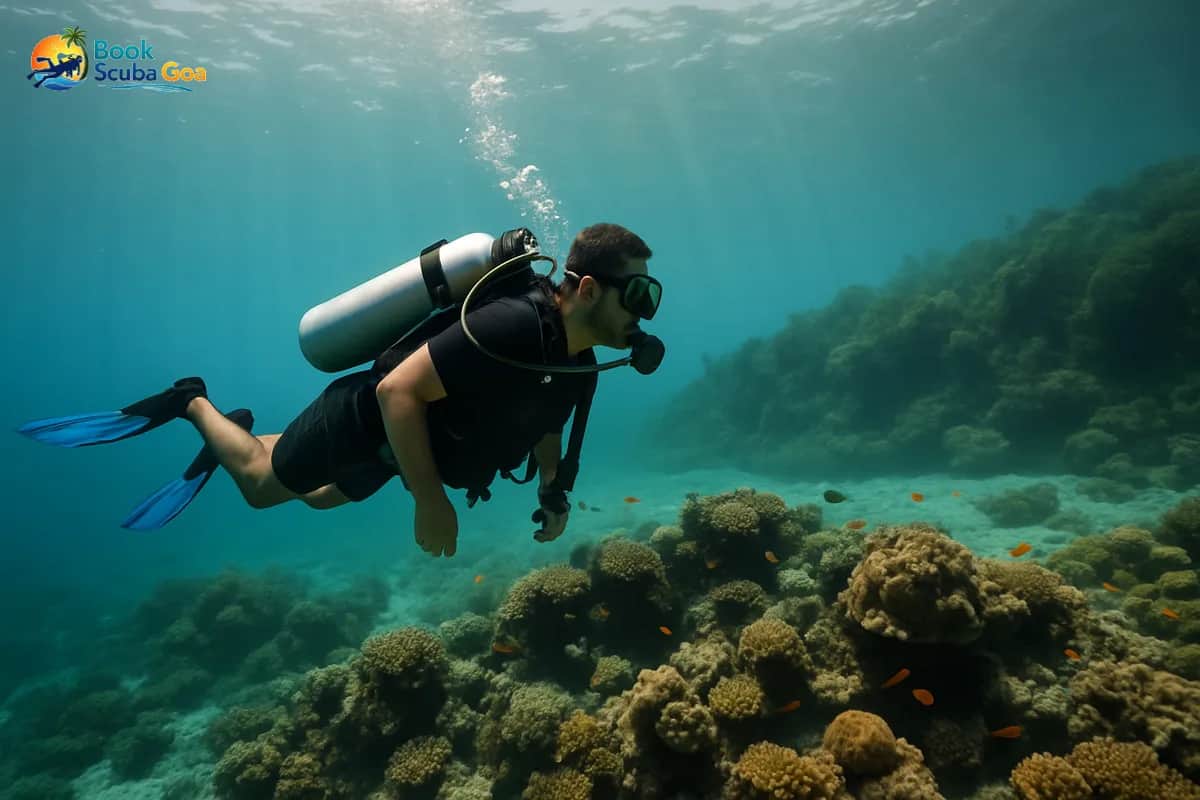 Grand Island vs Paradise Island: A Scuba Diving Comparison